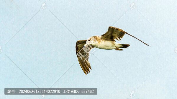 海鷗