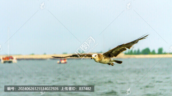 翱翔的海鷗