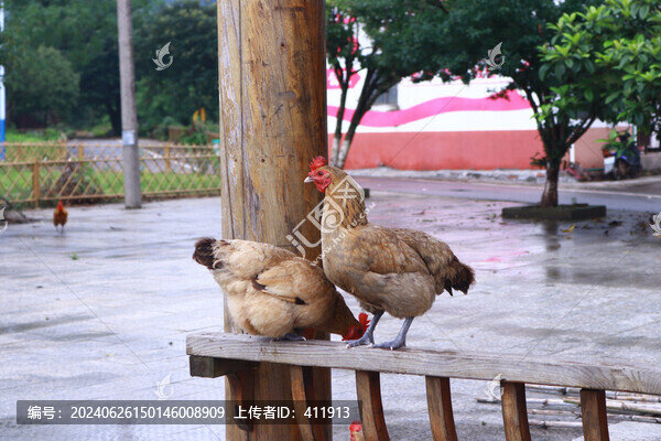 母雞