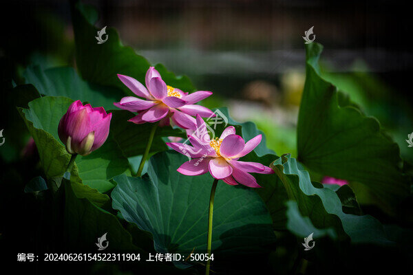 荷花蓮花