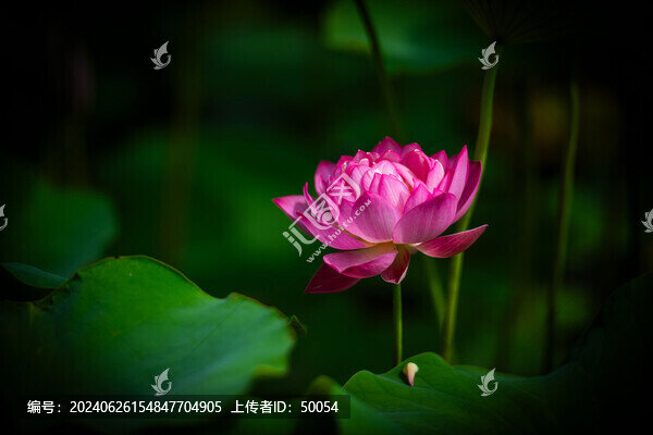 荷花蓮花