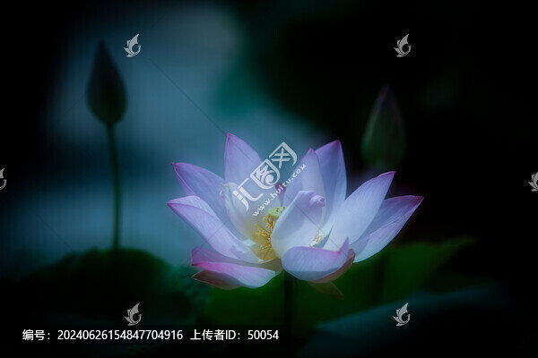 唯美荷花