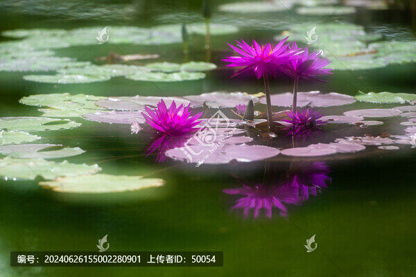 唯美睡蓮