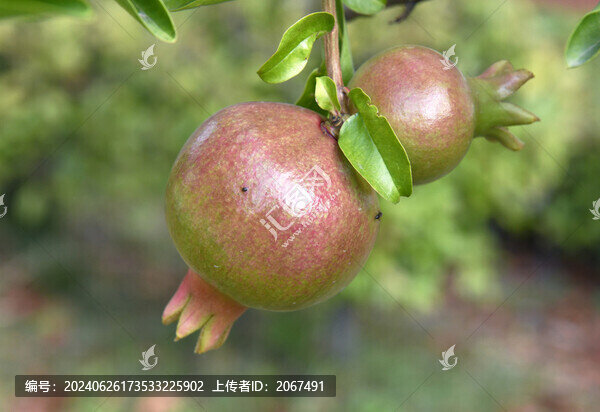 山東棗莊冠世榴園石榴幼果
