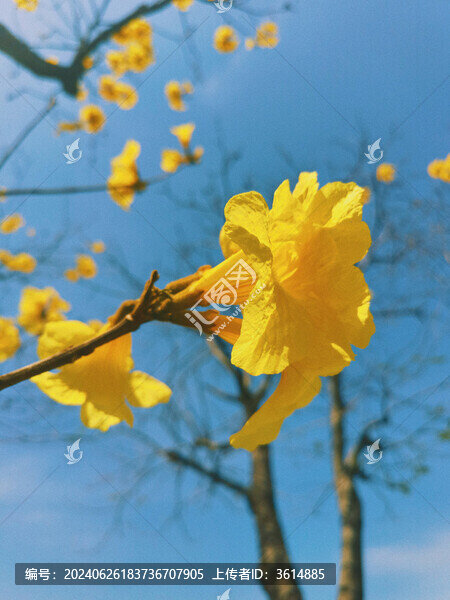 黃花風(fēng)鈴木