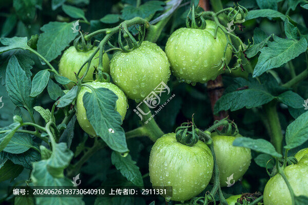 番茄種植園青番茄西紅柿生長