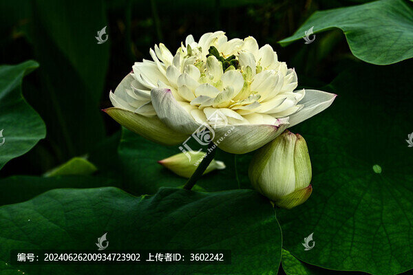 荷花
