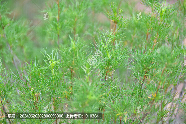 沙柳枝葉