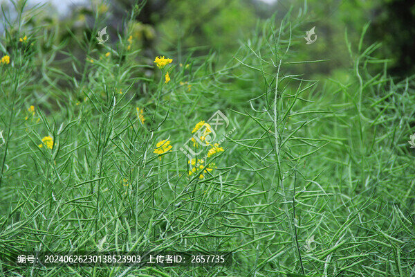 油菜花仔