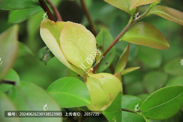 茶油片