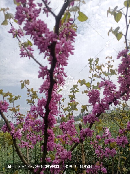 紫荊花