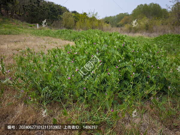 紫花苜蓿
