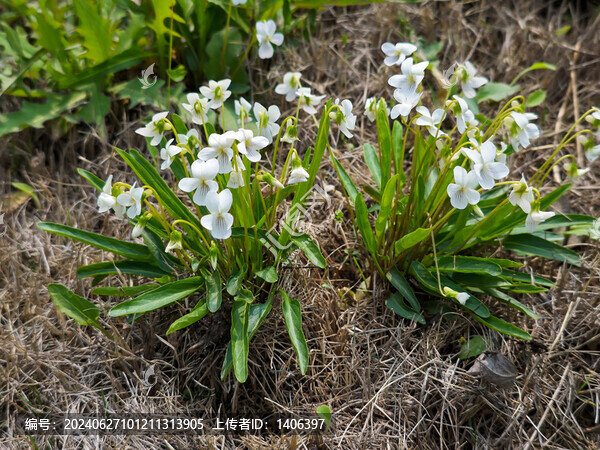 白花地丁