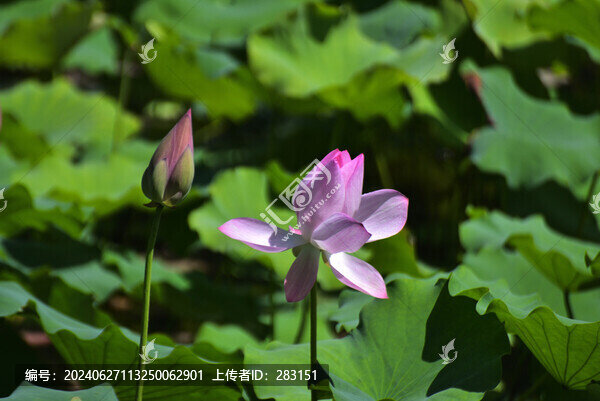 荷花