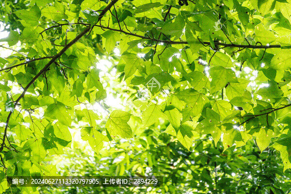 仰拍綠色樹葉樹枝
