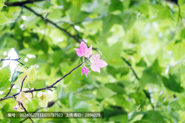 楓香樹嫩葉
