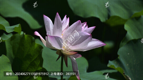 荷花