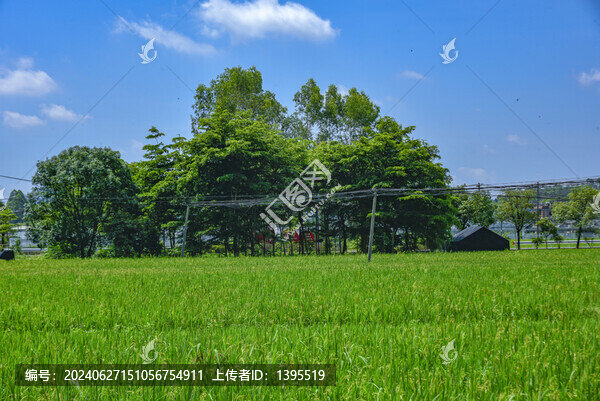 廈門同安田園鄉(xiāng)村稻田