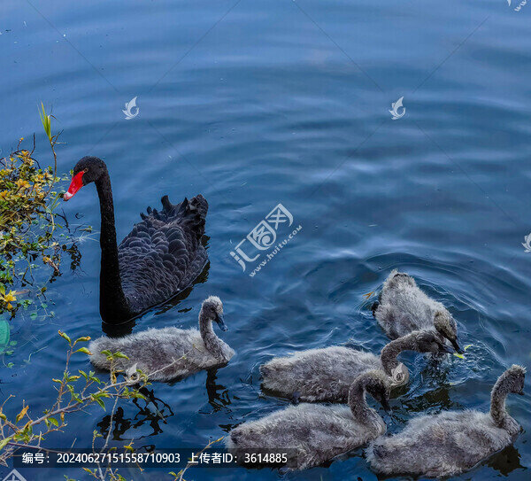 廣州流花湖公園的黑天鵝和雛鳥(niǎo)