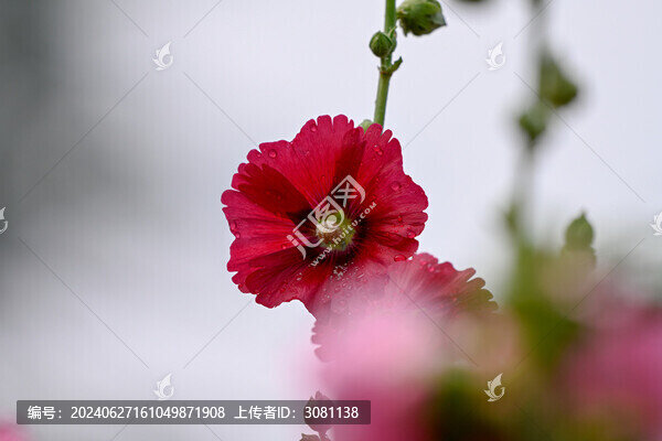 春天蜀葵花開(kāi)