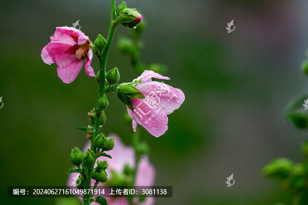 春天蜀葵花開