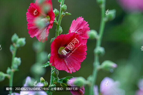 春天蜀葵花開