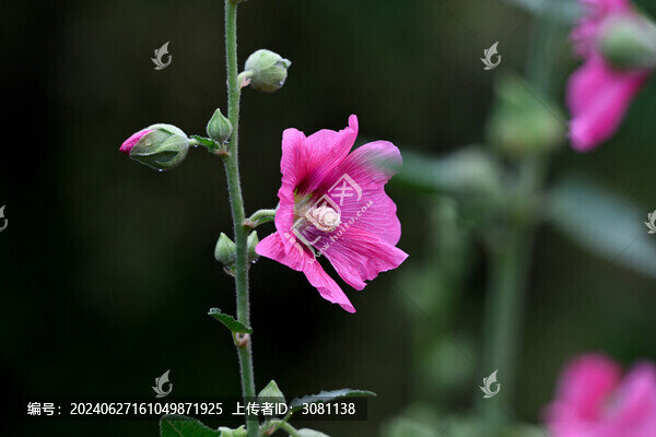 春天蜀葵花開(kāi)