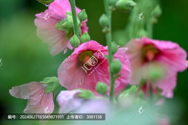 蜀葵花春天花開