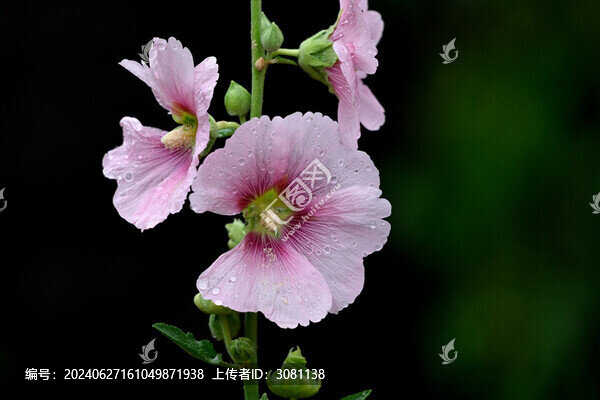 蜀葵花春天花開