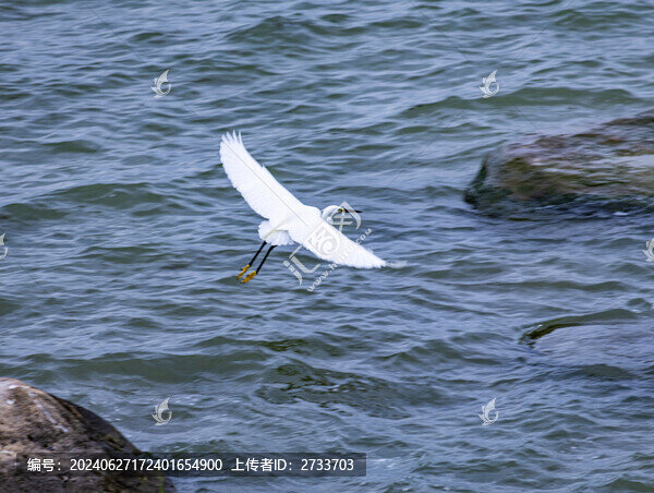 金雞湖白鷺鳥