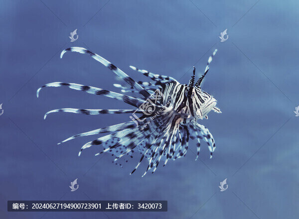 水族館里的獅子魚