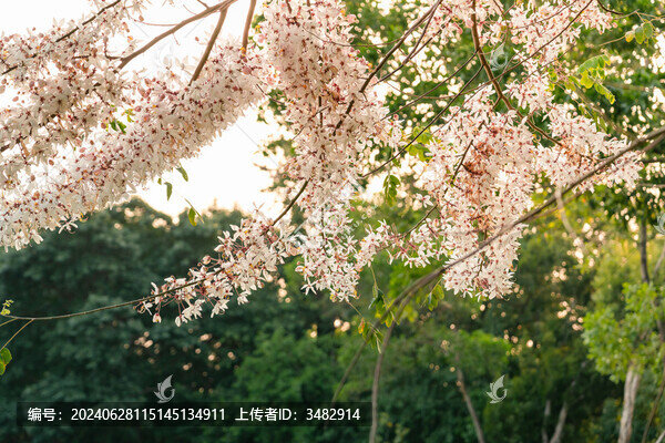 花旗木泰國(guó)櫻花