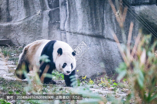 成都大熊貓繁育基地