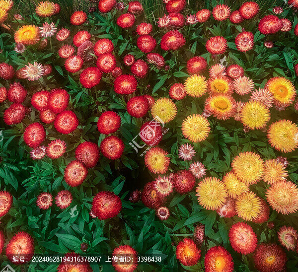 臘菊花叢背景圖