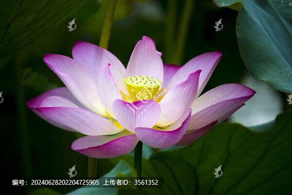 荷花