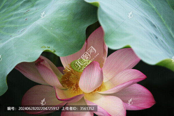 荷花