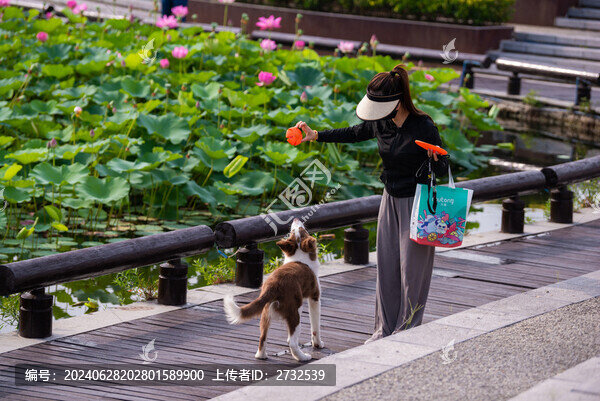 牧羊犬