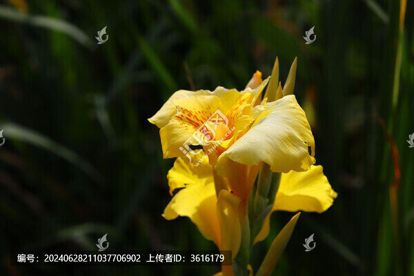 黃花