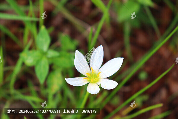 白花