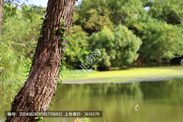 樹木池塘