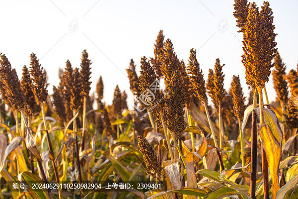 高粱穗