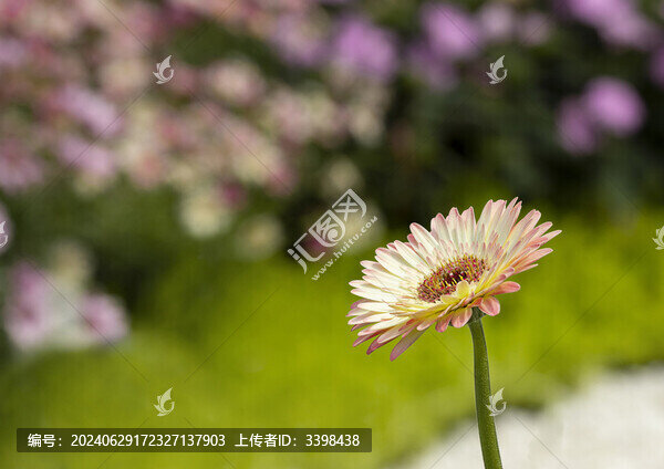 粉黃色的非洲菊