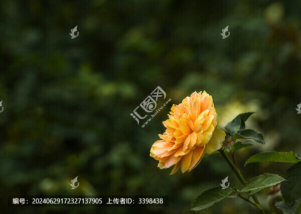 鵝黃色的豐花月季