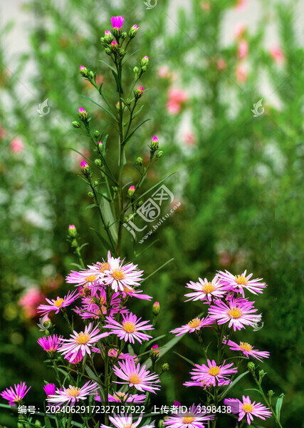 荷蘭菊花叢