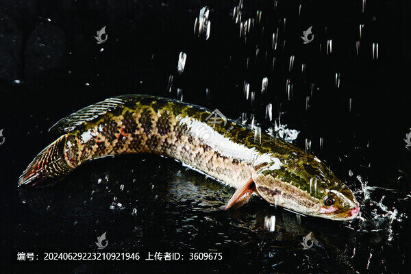 活黑魚