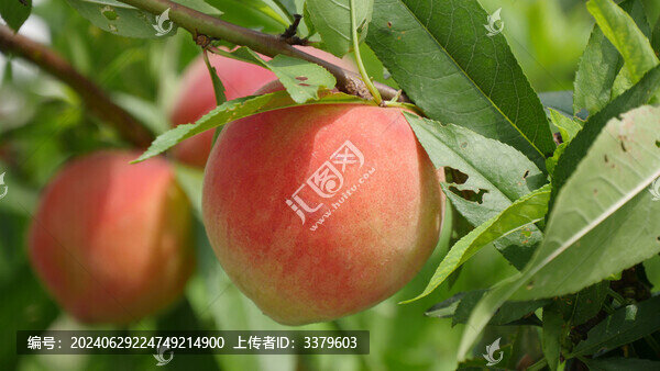 紅色桃子