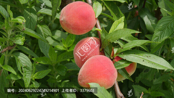 紅色桃子