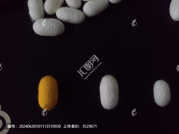 黃金繭與蠶繭