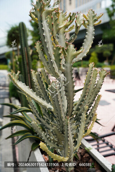多肉植物