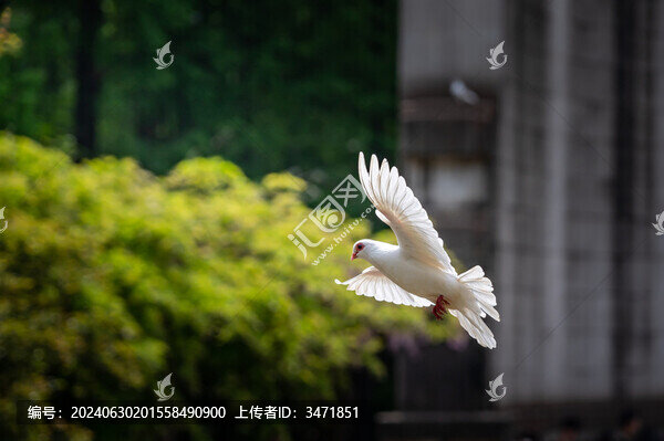 南京音樂臺和平鴿